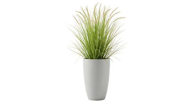 Potted ornamental grass with feathery plumes in a sleek white planter