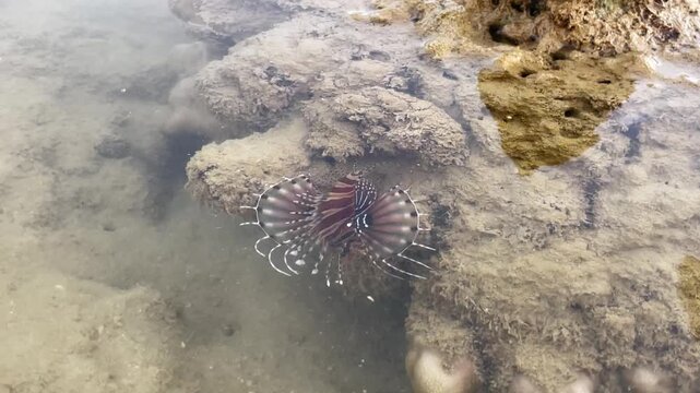 Lionfish swimming near coral rocks in shallow tropical water during low tide while being touched with metal tongs before quickly swimming away.