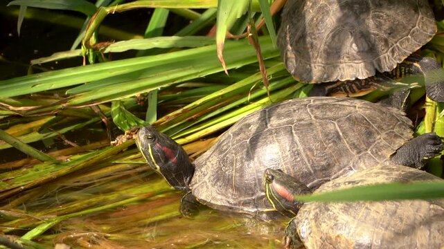 Pond sliders turtles (Trachemys scripta) resting among aquatic plants, freshwater turtles in natural wetland habitat with dense vegetation