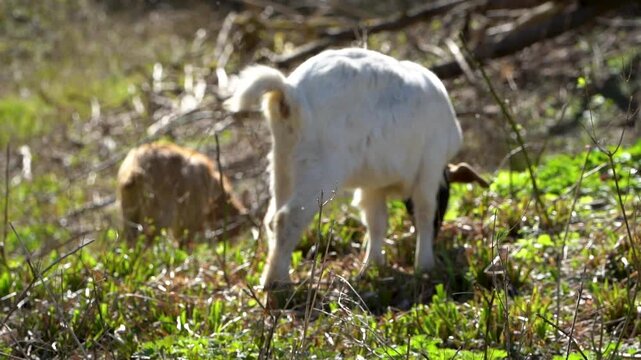 White and black Goat (Capra aegagrus hircus) leaning down to eat green, fresh spring grass with a brown goad in the background on a sunny day