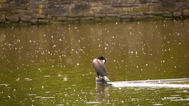 Great cormorant (Phalacrocorax carbo) perched on metal structure above green water, with coot nearby and turtle at edge, natural wetland wildlife scene in soft daylight.