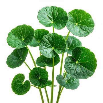 Centella (Centella asiatica) Antiage. Isolated 