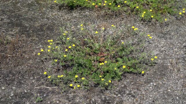 Creeping Cinquefoil (Potentilla) blooming in harsh urban environment, resilient weed growing through cracked asphalt and gravel, demonstration of pioneer species survival