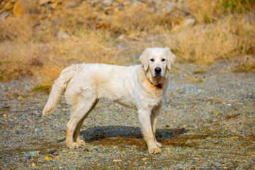 Obraz premium A hunting dog looks out for prey in the mountains. The Golden Retriever is a good hunter of game. The dog peers into the distance and sniffs out the game.