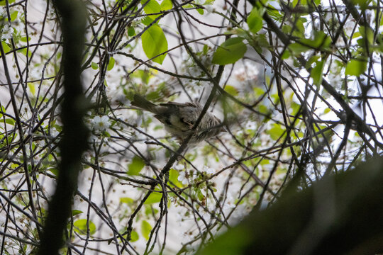 birg sitting on a tree