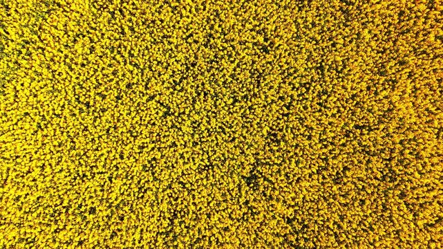 Straight-down drone perspective reveals compact yellow-green flower clusters with dark stems visible between. Aerial view of dense yellow canola blossoms texture