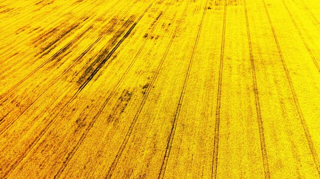 Parallel furrows cutting diagonally through saturated yellow-orange canola expanse. Diagonal tractor tracks crossing rapeseed field Bulgaria
