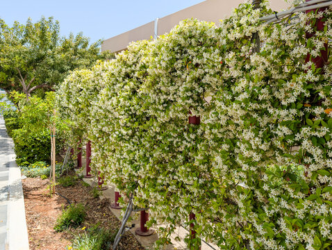 Trachelospermum jasminoides Chinesischer Sternjasmin Habitus in voller Bl&uuml;te