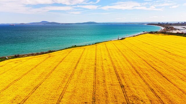 Crop rows descending to shore, teal bay curves right toward resort town. Rapeseed field sloping toward turquoise Black Sea Bulgaria