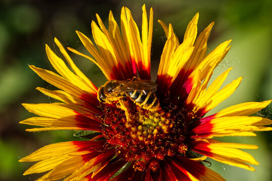 Bee covered in pollen on gaillardia blanket flower.