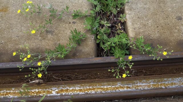 Creeping Cinquefoil (Potentilla) growing from a concrete crevice towards rusty railway tracks, demonstrating ruderal pioneer species survival in harsh industrial infrastructure, 4K outdoor footage.