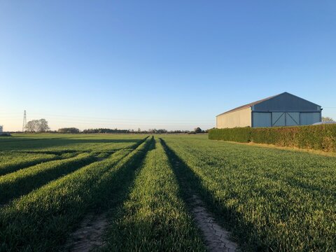 A field of wheat with farm building in background before sundown 