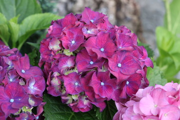 Obraz premium pink hydrangea flowers