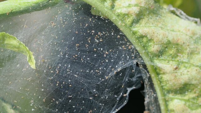Spider mites infestation on plant leaf in greenhouse macro close up