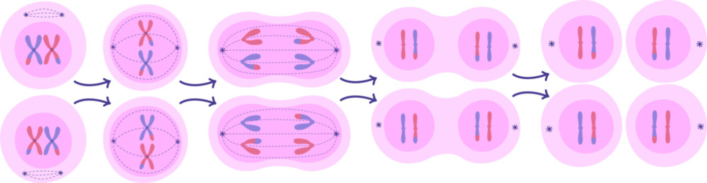 Meiosis II Cell Division Stages. Vector Isolated