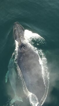 Drone View of Gray Whale and Calf in Mexico&rsquo;s Pacific Ocean