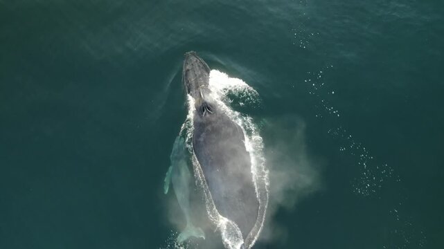 Drone View of Gray Whale and Calf in Mexico&rsquo;s Pacific Ocean