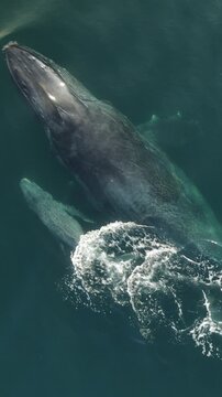 Drone View of Gray Whale and Calf in Mexico&rsquo;s Pacific Ocean