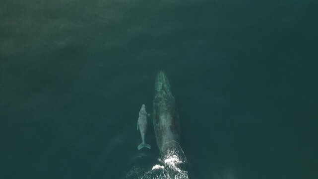 Drone View of Gray Whale and Calf in Mexico&rsquo;s Pacific Ocean