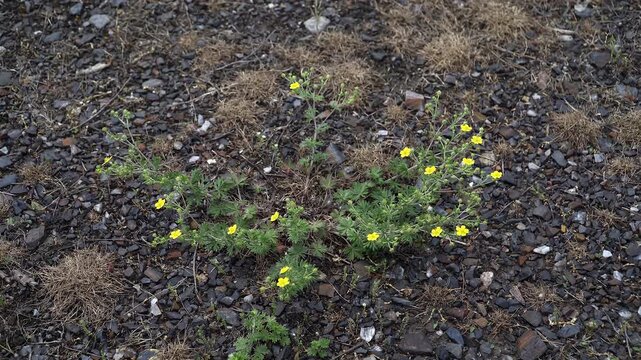 Creeping Cinquefoil (Potentilla): yellow flower pavement joint, weed in sidewalk crack
