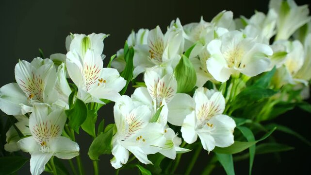 Elegant bouquet of white alstroemeria, also known as peruvian lily, gently rotating and showcasing its delicate petals and green leaves against dark, solid background in studio setting. Vertical video
