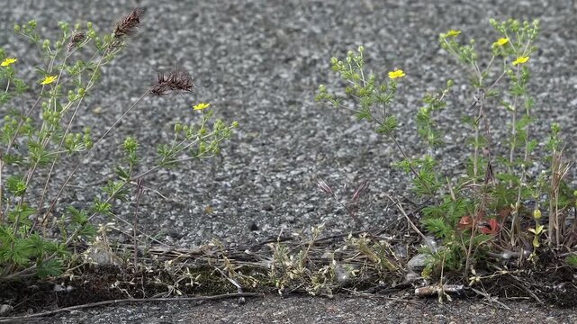 Potentilla sp: Plant Growing In Narrow Concrete Gap, Urban Survival, weed in sidewalk crack