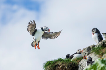 Alantic Puffin (Fratercula arctica) in flight © Johannes Jensås