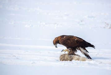 Fototapeta premium A large eagle caught a fox against a backdrop of snow. A bird of prey hunts its prey. A golden eagle sits in the snow, clinging to its prey. Falconry. A national tradition of Asia. Berkutchi,