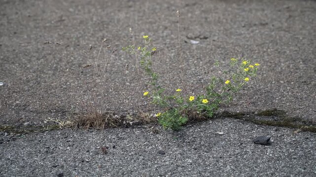 Plant Growing In Narrow Concrete Gap: Creeping Cinquefoil (Potentilla)