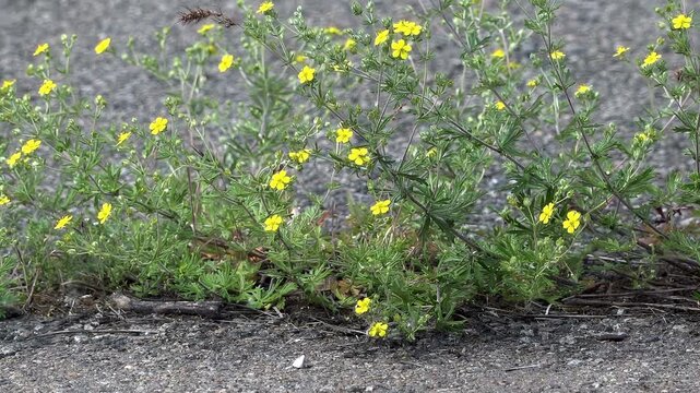 Creeping Cinquefoil (Potentilla): Yellow weed flowers on the asphalt, Urban Survival