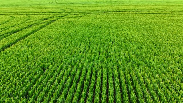 Tight bright green rows fan outward from upper frame with tractor wheel tracks creating curved pathways across the crop surface. High angle texture of young green wheat rows in field