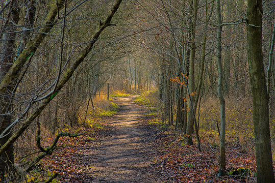 Hiking trail through a sunny bare winter forest wilderness  in Vinderhoutse bossen nature reserve, Flanders, Belgium 