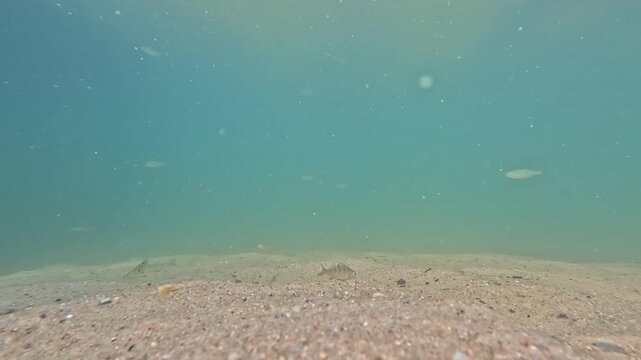Kleine Barsche und Rotfedern schwimmen gemeinsam durch die nat&uuml;rliche Unterwasserwelt eines ruhigen S&uuml;&szlig;wassersees mit authentischer Bewegung und friedlicher Atmosph&auml;re.