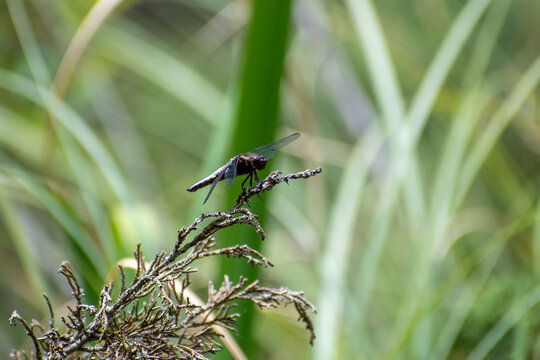 A Broad-bodied Chaser (Libellula depressa) dragonfly seen at a pond in Besalu, Spain.