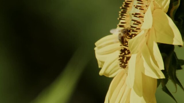 close-up of bee on blooming sunflower, side view