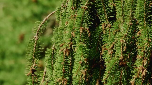 fresh green cones on spruce tree in summer