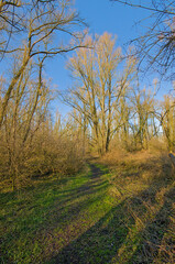 Obraz premium Hiking trail through a sunny bare winter forest in Vinderhoutse bossen nature reserve, Flanders, Belgium 