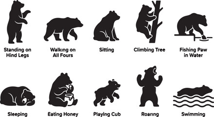 Bear activities: standing, walking, sitting, climbing, fishing, sleeping, eating, playing © SH STORE