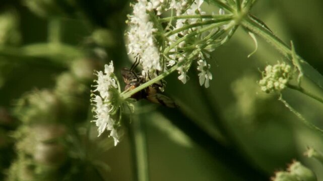 hoverfly feeding on white umbel flower in summer, close up