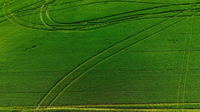 Bright green wheat canopy patterned with sweeping curved and angular tractor tracks creating complex geometric forms. Drone shot of swirling tractor tracks in green wheat field.