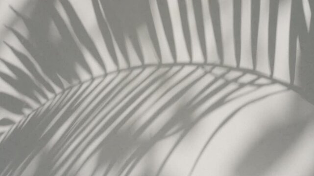 Dynamic tropical palm foliage shadow waving on flat white wall background
