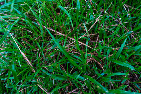 Top View of Fresh Green Grass Texture with Dry Blades