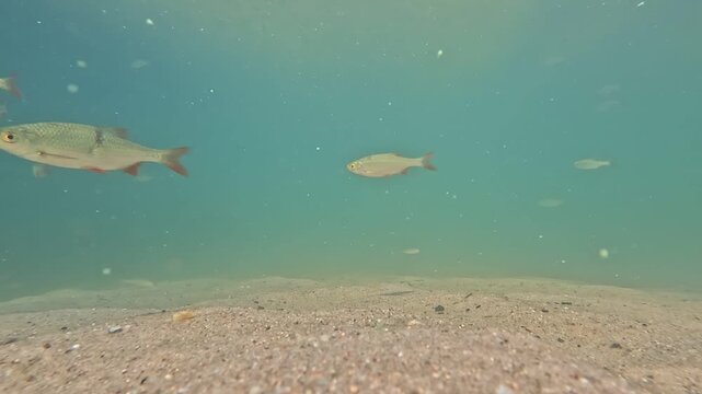 Kleine Rotfedern schwimmen ruhig durch die nat&uuml;rliche Unterwasserwelt eines klaren S&uuml;&szlig;wassersees mit sanften Bewegungen und authentischer Naturatmosph&auml;re.
