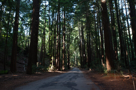 Pfeiffer Big Sur State Park in USA