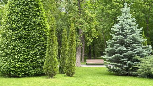 tree in the garden