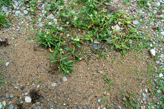 Green Weeds and Wild Grass Growing on Sandy Gravel Ground