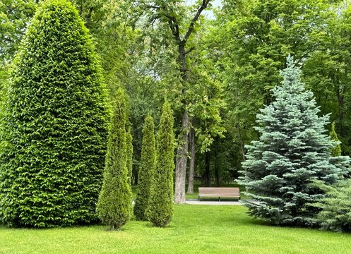 garden with trees
