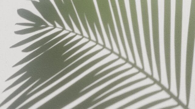 Linear palm leaf shadow overlay with soft green ambiance reflection on white wall
