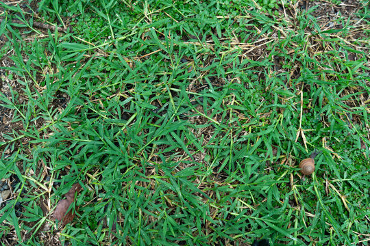 Small Snail Crawling on Green Grass Lawn