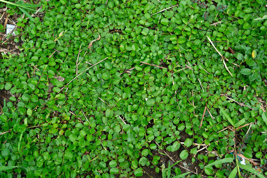 Lush Green Ground Cover Plant Texture